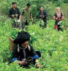 Mộc Châu phát triển vùng cây dược liệu gắn với du lịch 